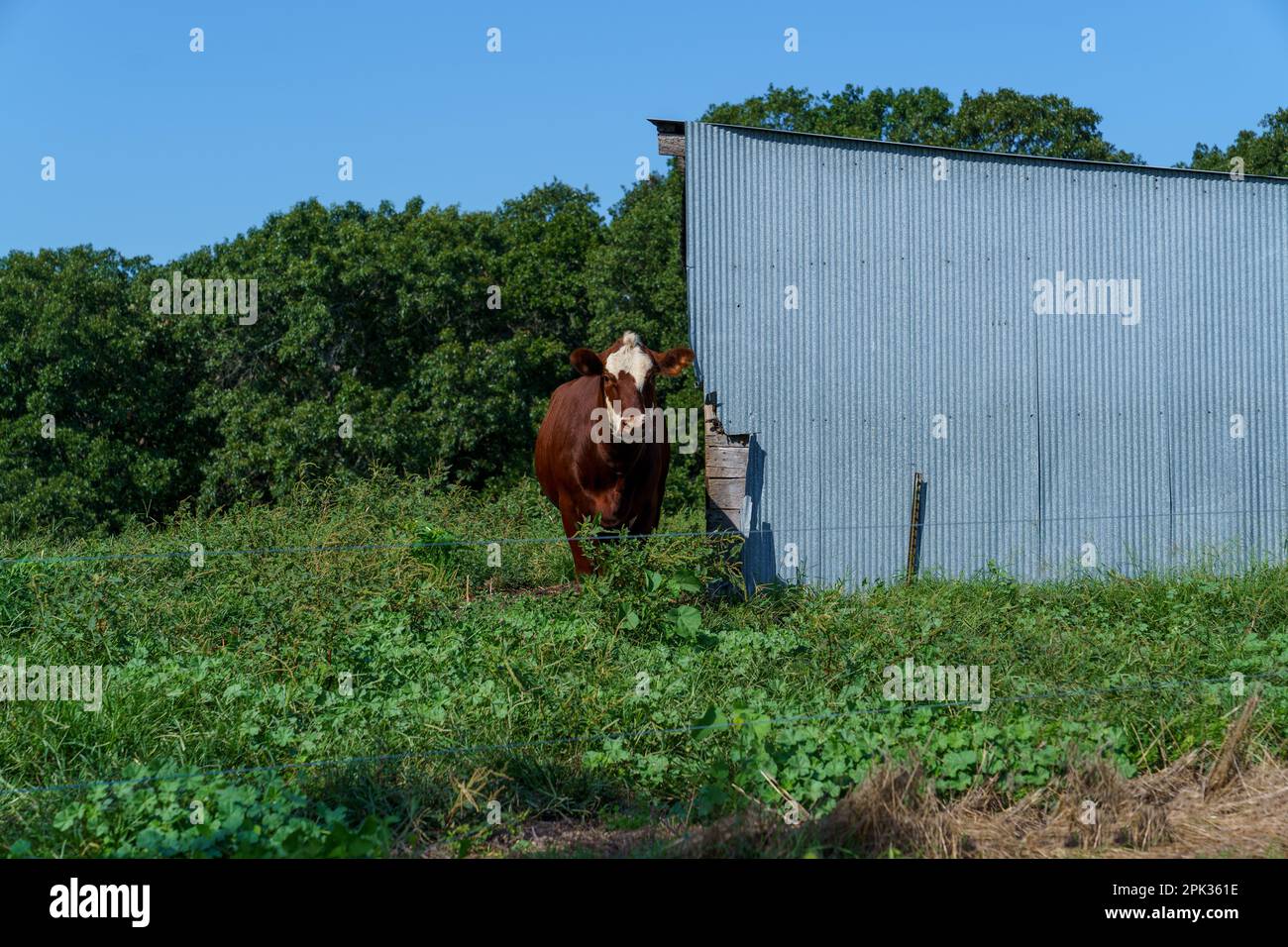 Braune Kuh mit weißen Flecken auf einer grünen, ländlichen Farm in Missouri mit einem Metallschuppen Stockfoto