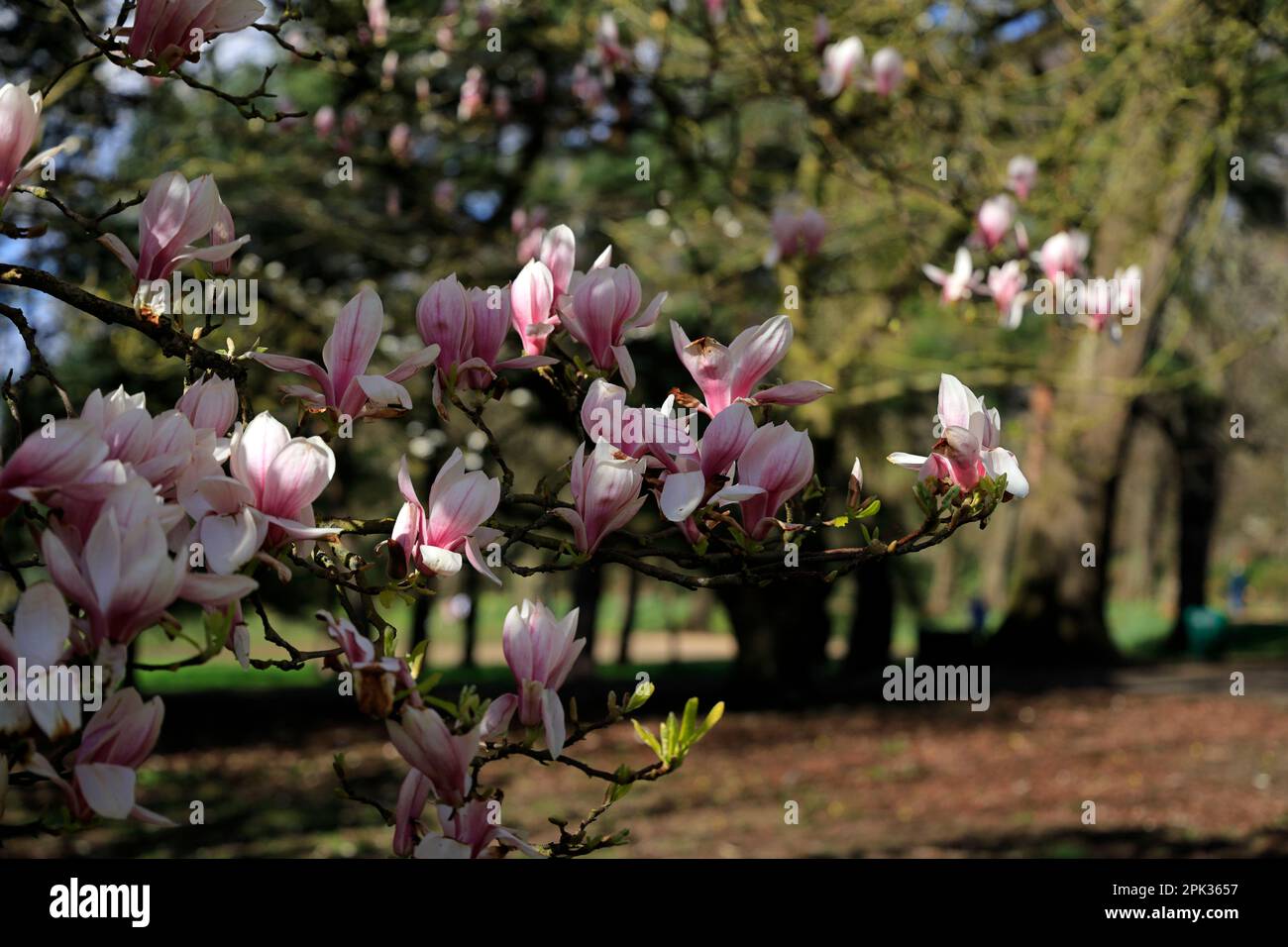 Magnolie (Magnolia Grandiflora) Baum Schlosspark, Bute Park, Cardiff, Südwales, UK. Stockfoto