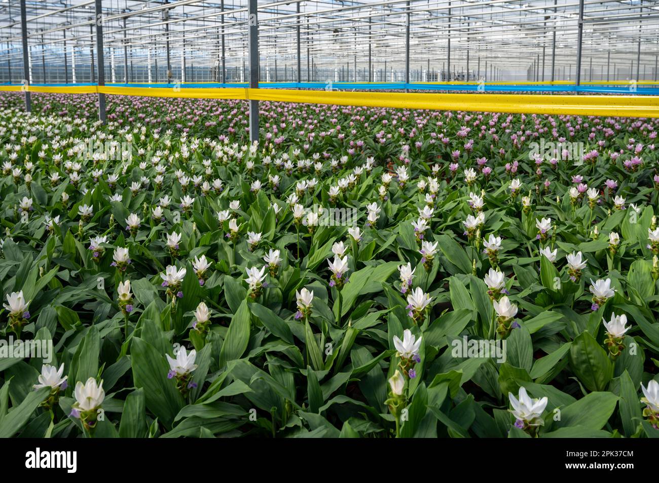 Kurkuma, Curcuma longa-Blütenpflanze der Ingwerfamilie, Zierblüten oder Zierblumen, die im niederländischen Gewächshaus angebaut werden, Niederlande Stockfoto