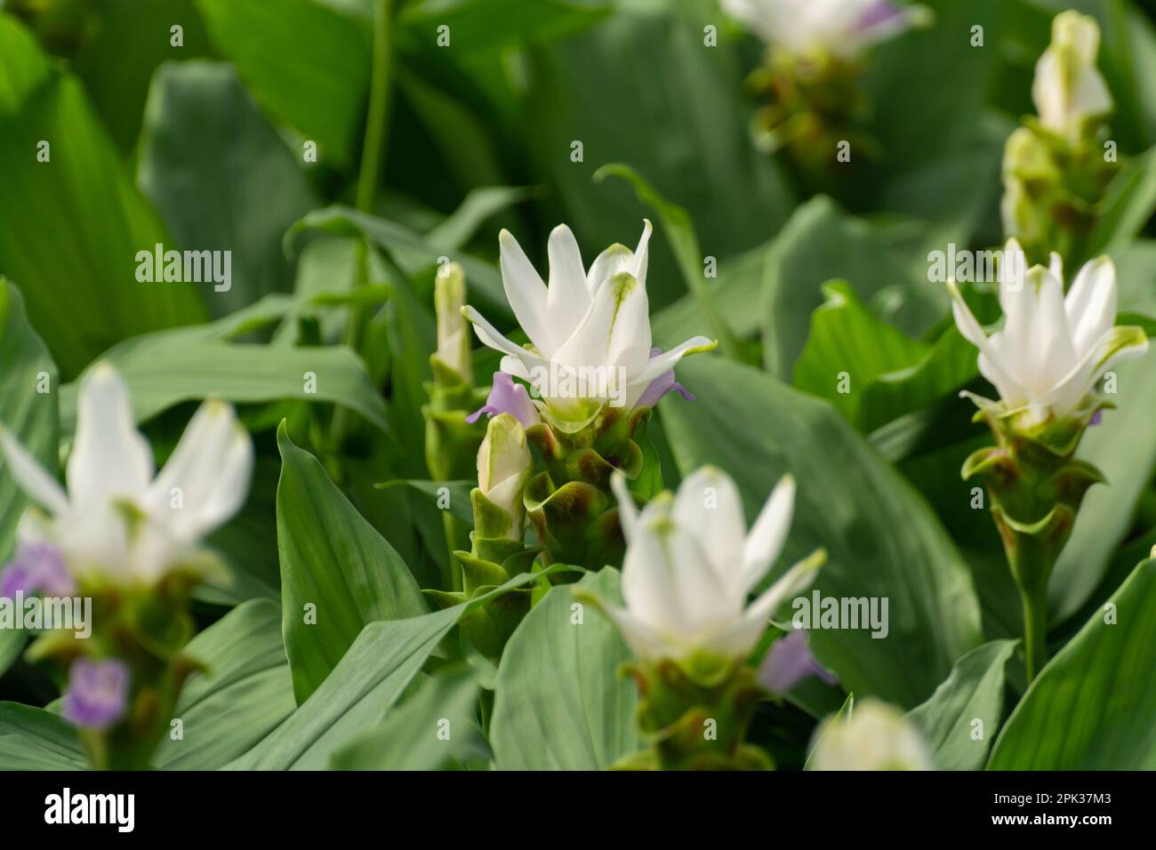 Kurkuma, Curcuma longa-Blütenpflanze der Ingwerfamilie, Zierblüten oder Zierblumen, die im niederländischen Gewächshaus angebaut werden, Niederlande Stockfoto