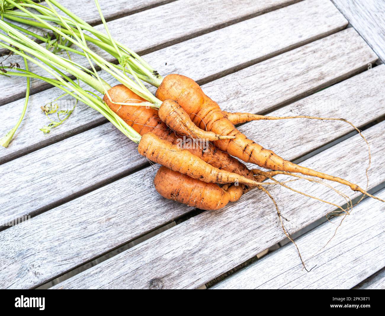 Frisch geerntete Bio-Karotten mit grünen Oberteilen, die im Küchengarten auf Holzhintergrund angebaut werden Stockfoto