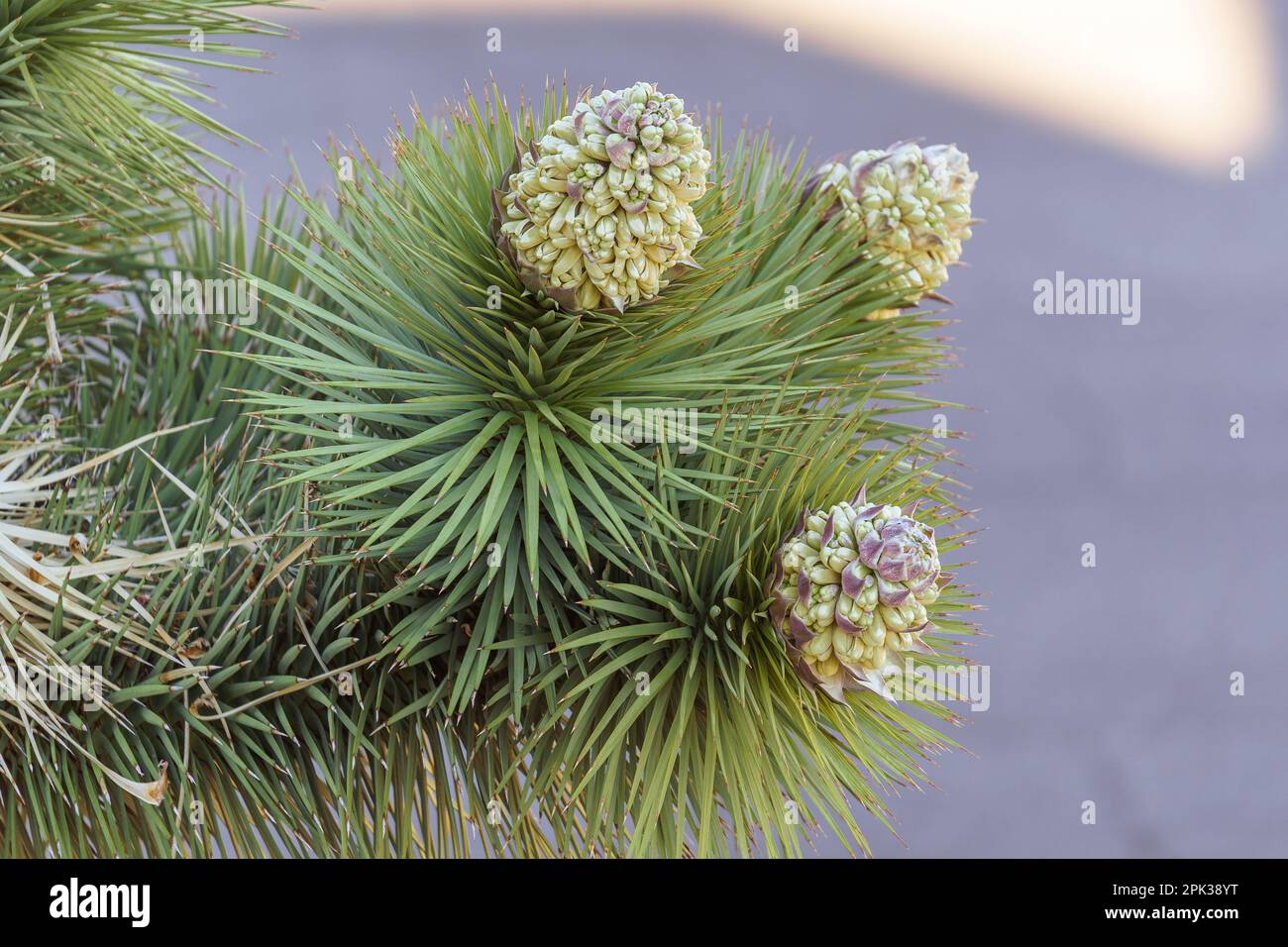 Blühende Blüten eines Joshua-Baumes (Yucca brevifolia) Stockfoto