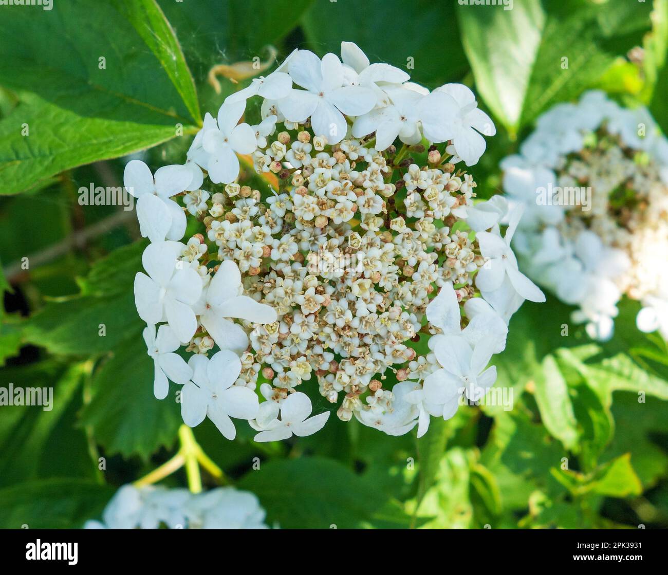 Nahaufnahme des Blumenkopfes einer Guelder-Rose oder Guelder-Rose (Viburnum opulus) Stockfoto