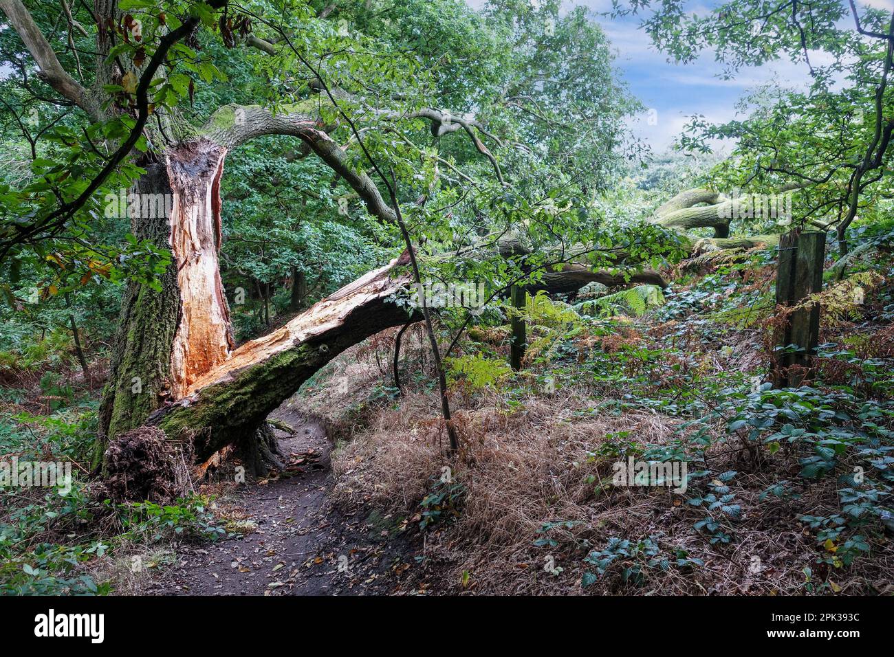 Ein alter gewöhnlicher oder englischer Eichenbaum (Quercus robur), der sich nach einem schweren Sturm in England in der Mitte seines Stamms oder Boels aufgespalten hat Stockfoto