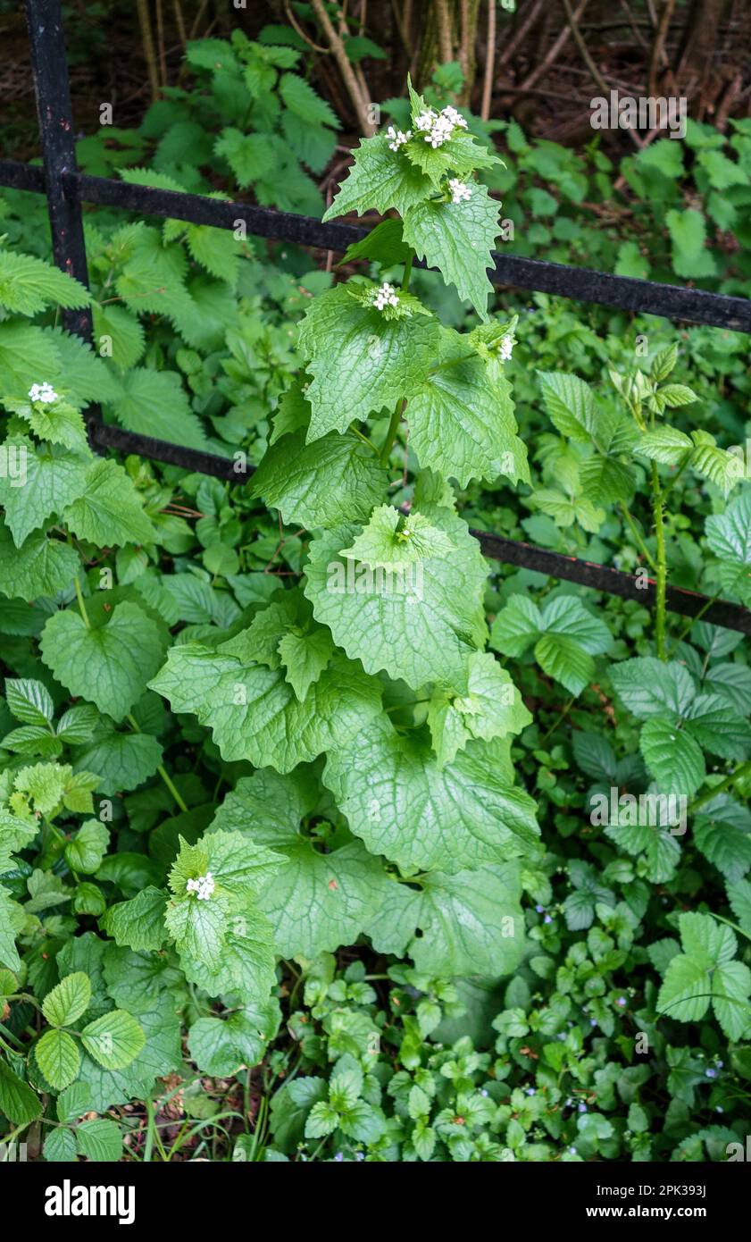 Eine Knoblauchsenfleischpflanze (Alliaria petiolata), eine zweijährige Blütenpflanze in der Senffamilie, England, Großbritannien Stockfoto
