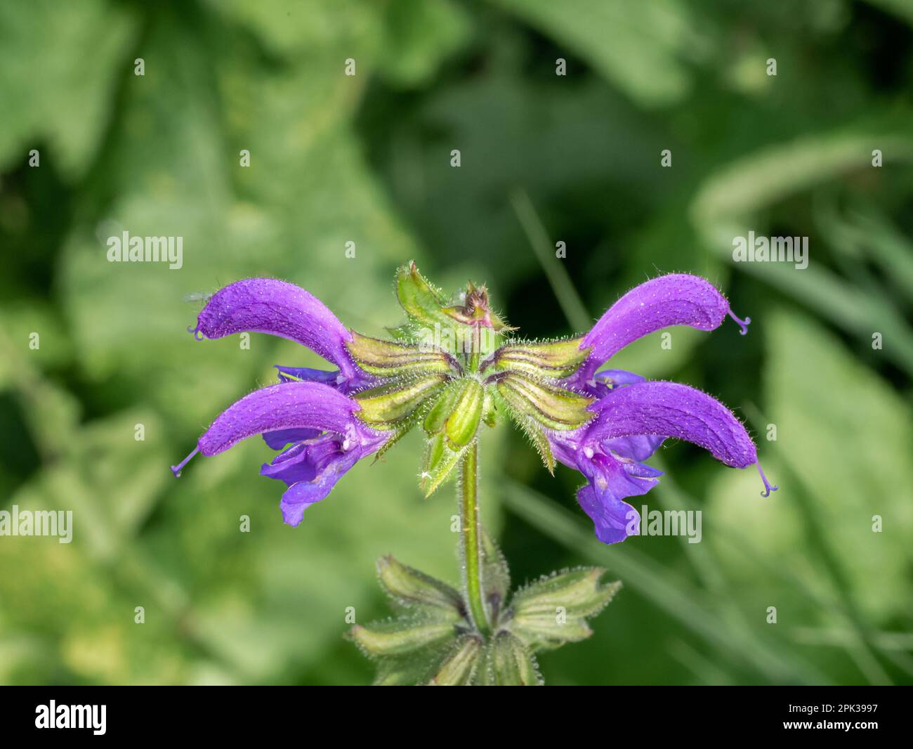 Meadow Clary, Salvia pratensis, Nahaufnahme der Blumen im Garten, Niederlande Stockfoto