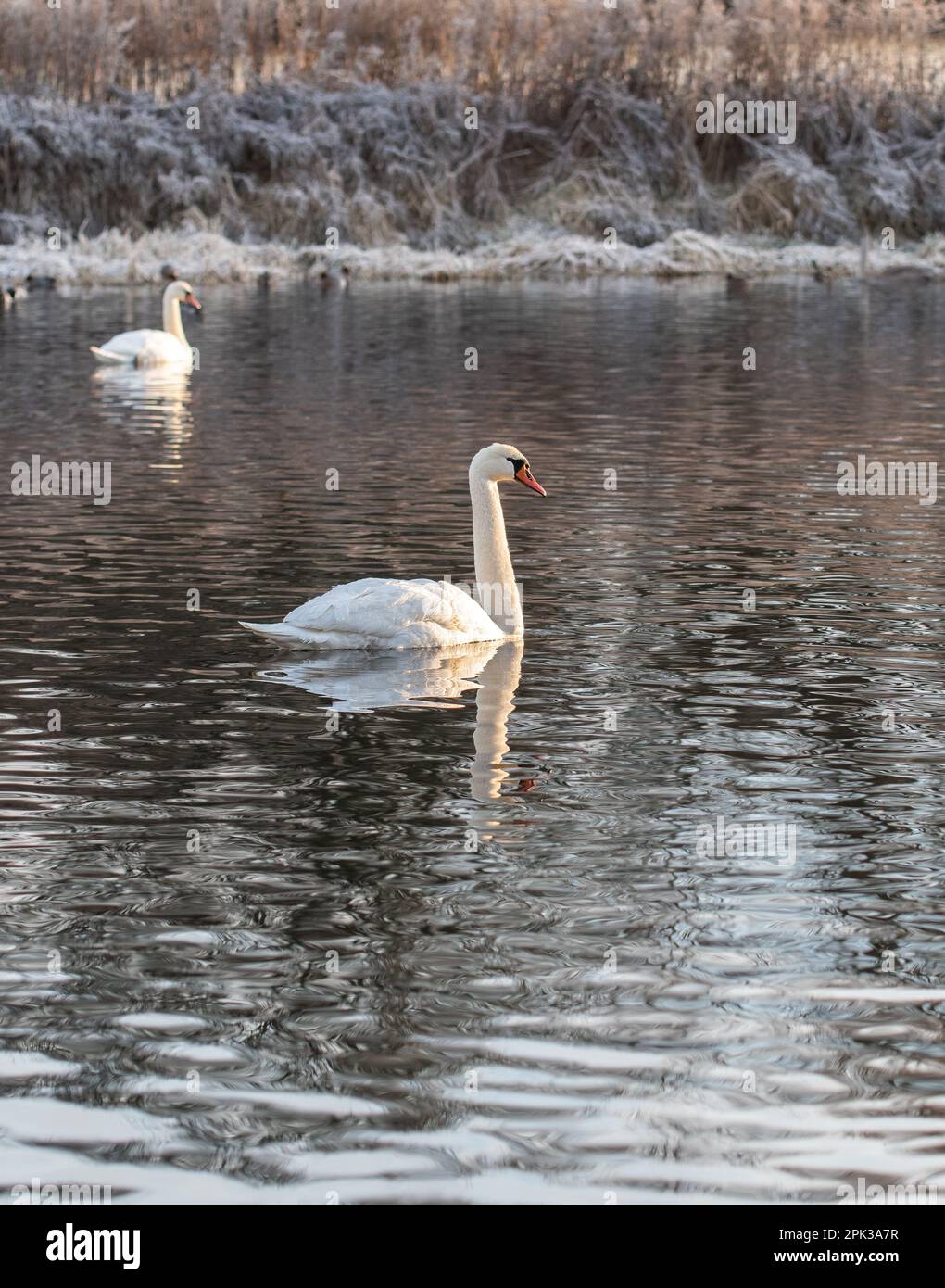 Foto eines Schwans, der in der Wintersaison im Fluss schwimmt Stockfoto