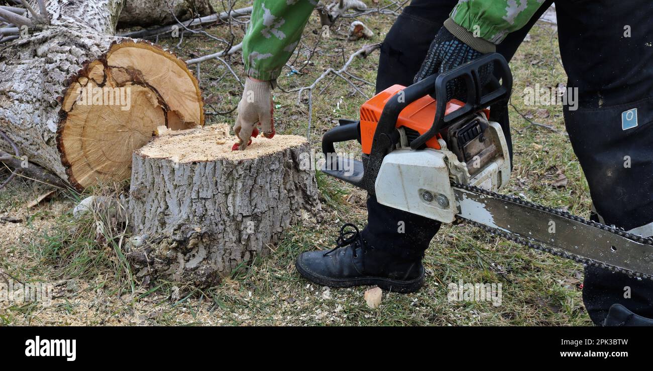 Holzfäller mit einer Kettensäge in der Hand berührt das lose Innere eines Stumpfes eines alten, gesägten Baumes in einem Wald oder Park und untersucht einen faulen Stumpf Stockfoto