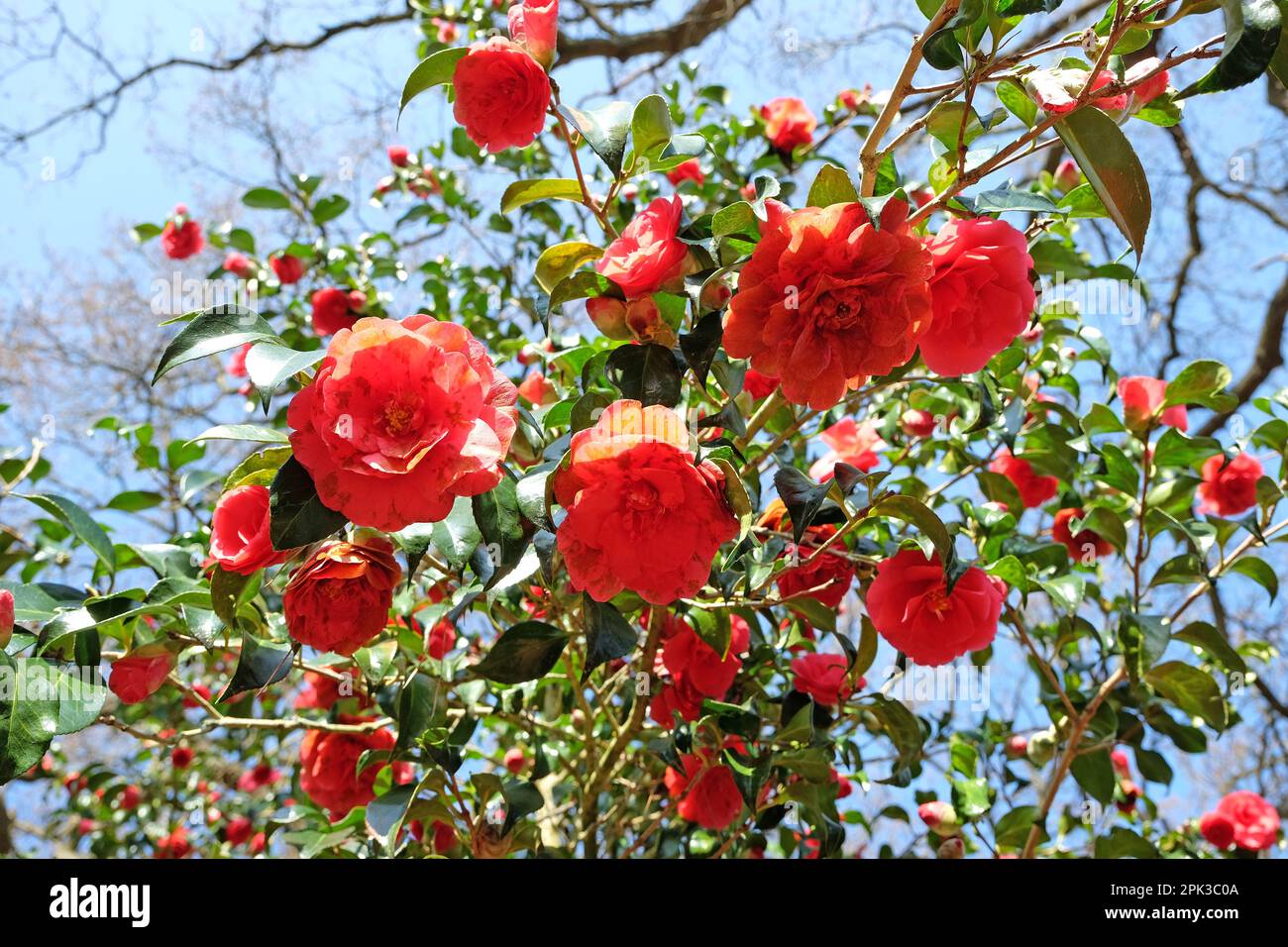 Camellia japonica „Anna M Page“ in Blume Stockfoto