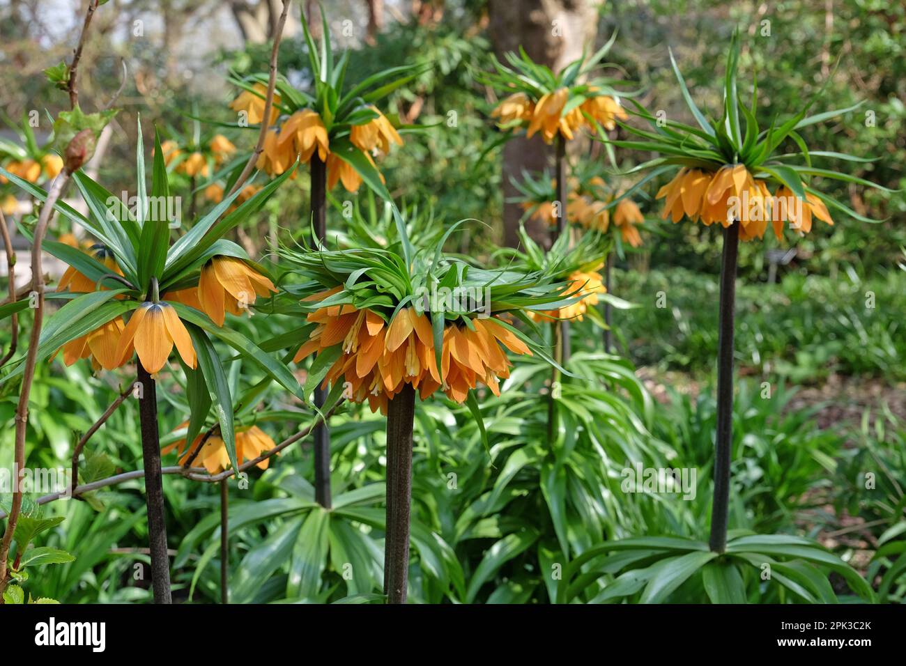 Gelbe Fritillaria imperialis, kronenreich, in Blüte Stockfoto