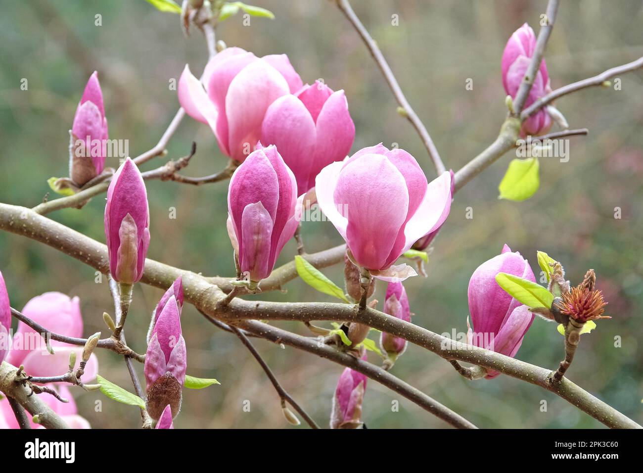 Magnolia soulangeana „Triumphans“ in Blüte. Stockfoto