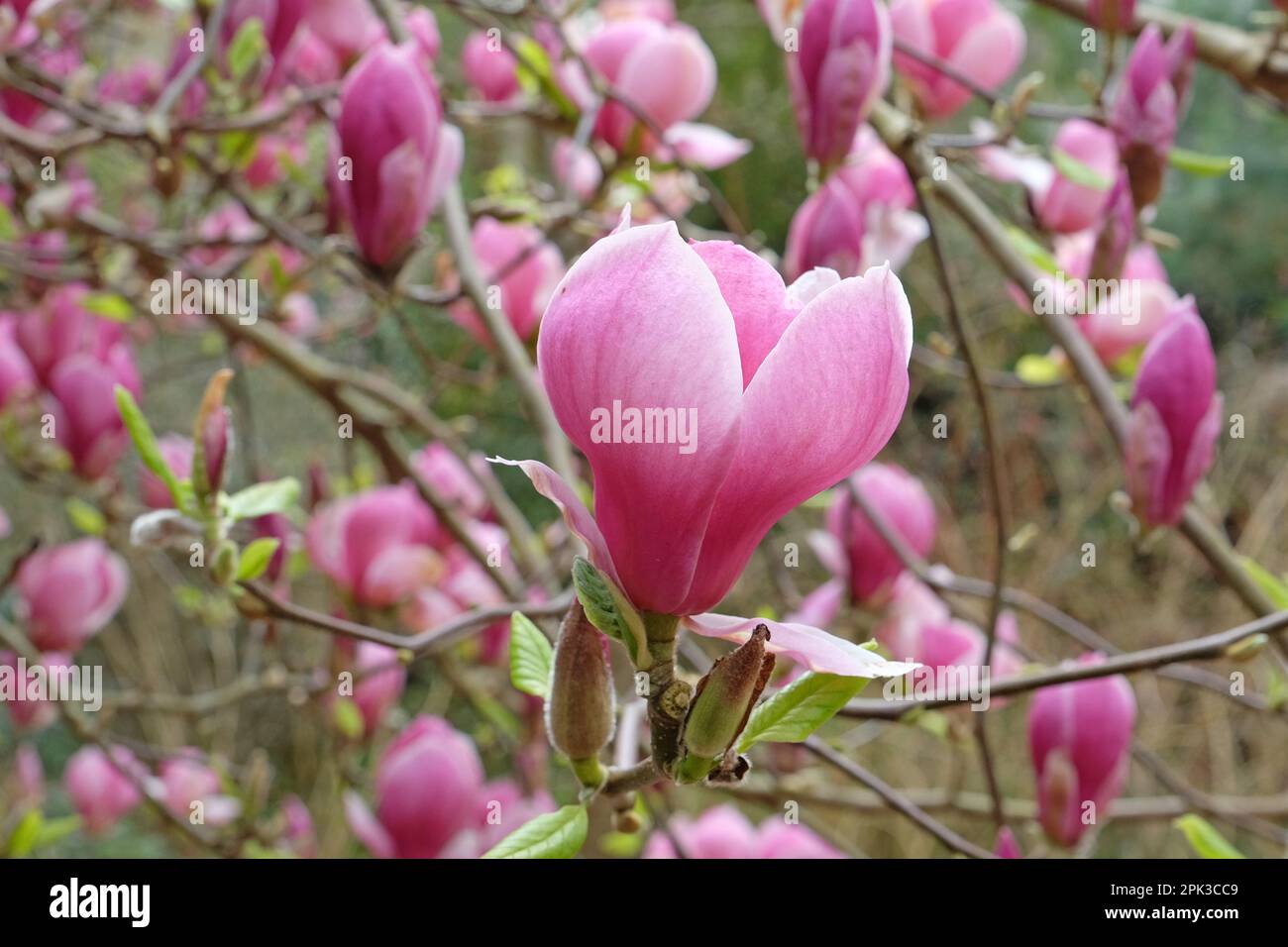 Magnolia soulangeana „Triumphans“ in Blüte. Stockfoto
