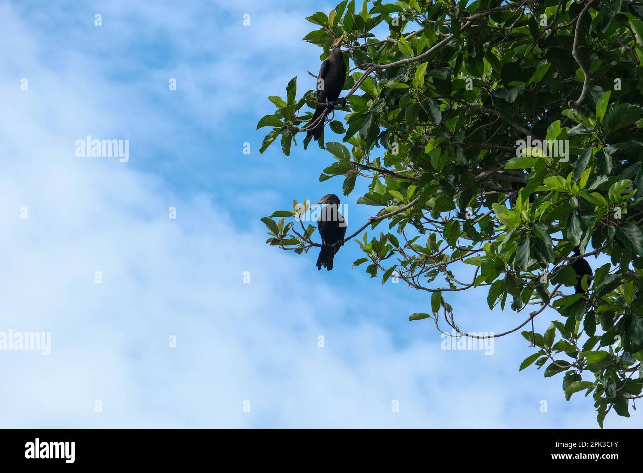 Schwarze Vögel stehen auf einem Ast mit Baum- und Himmelshintergrund. Gewebefüße Vögel auf dem Baum. Phalacrocoracidae Zugvögel. Offener Raum. Stockfoto