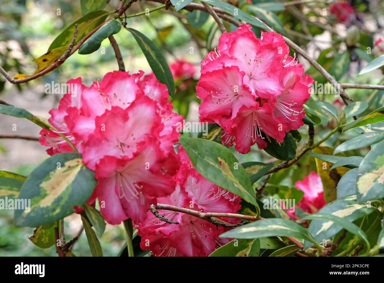 Rhododendron "Präsident Roosevelt" in Blüte. Stockfoto