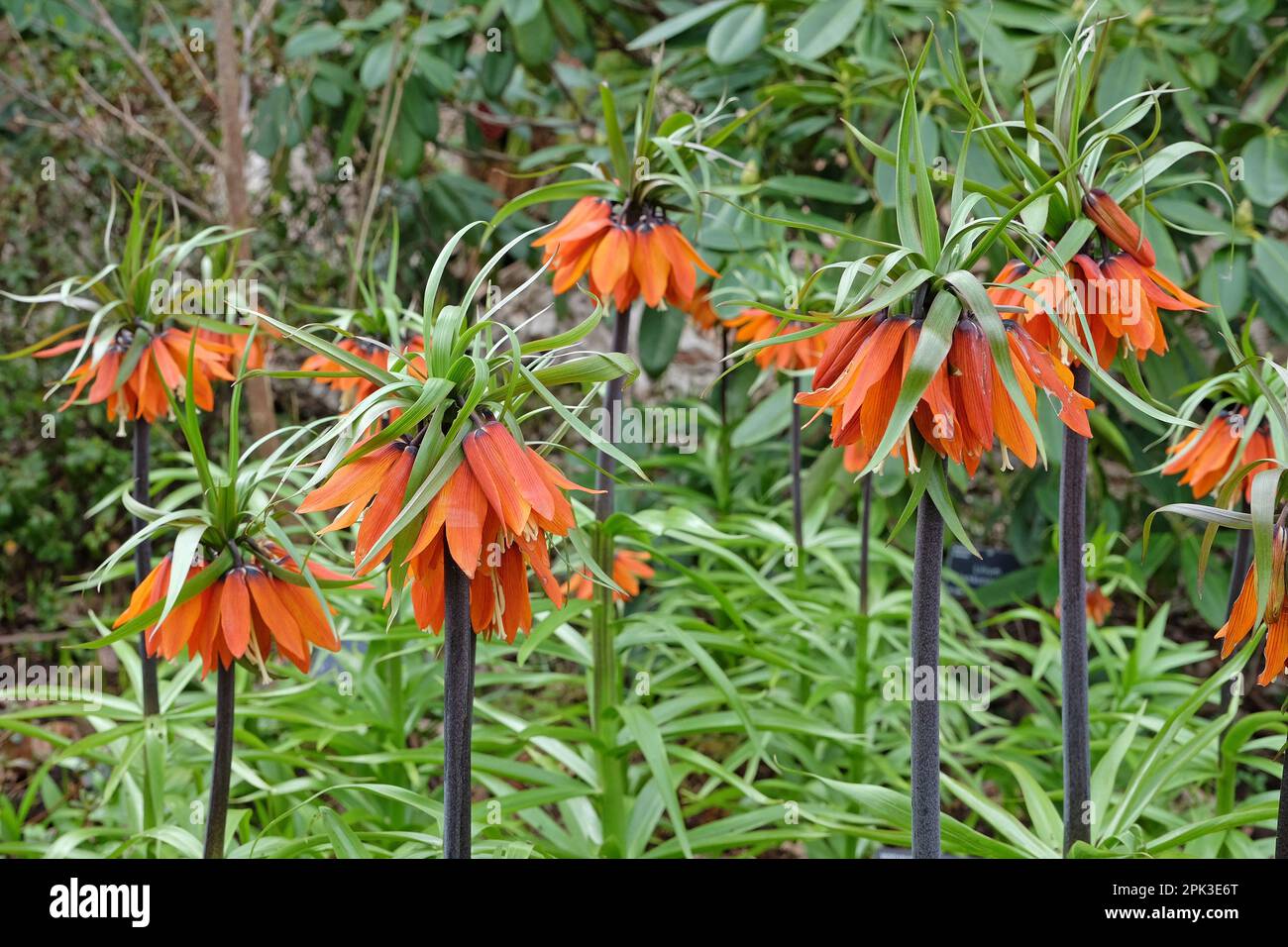 Krone Imperiale „Rote Schönheit“ in Blüte. Stockfoto