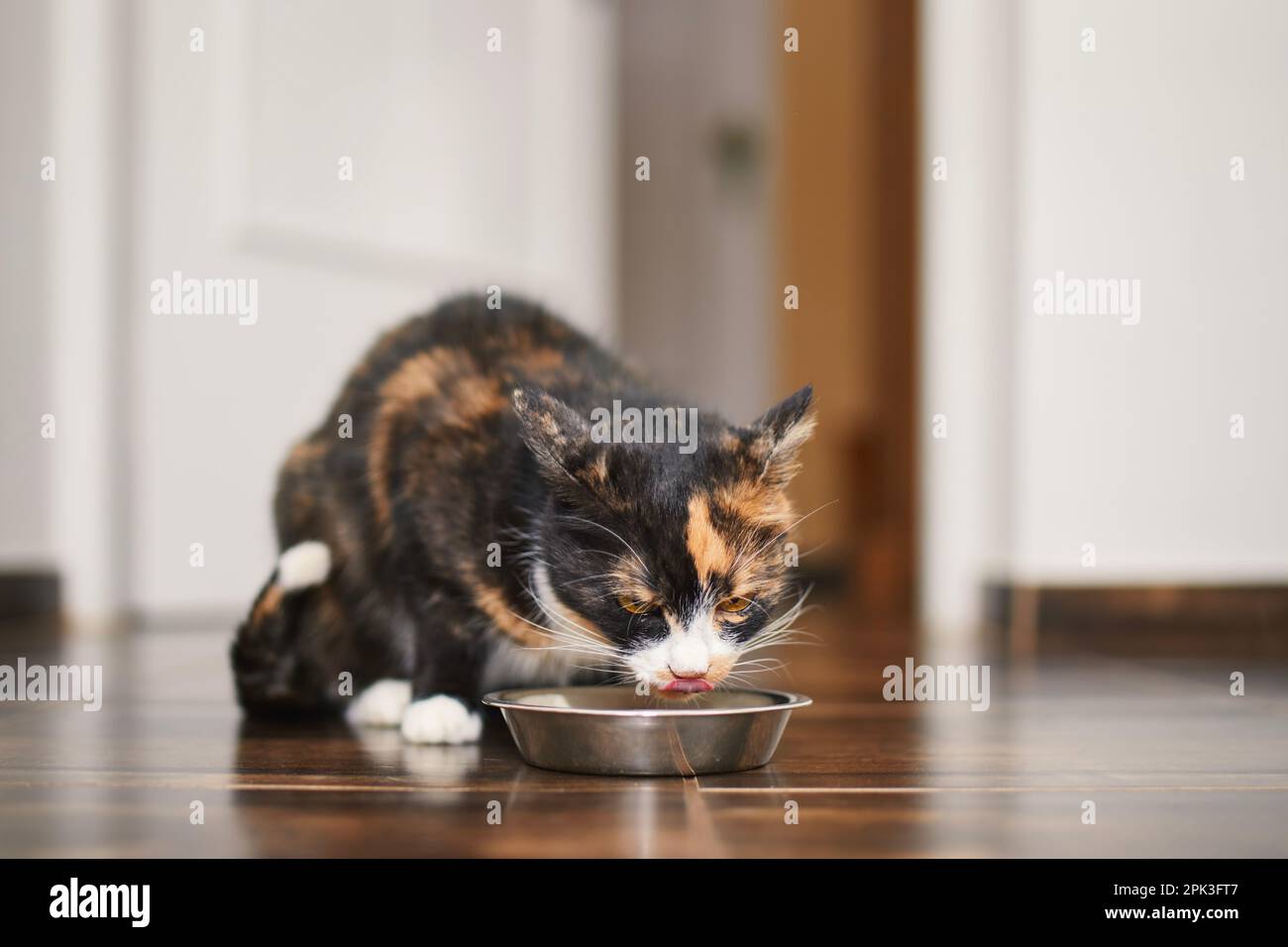 Die braune hungrige Katze leckt sich selbst, während sie zu Hause in der Küche aus einer Metallschüssel isst. Haustier. Stockfoto