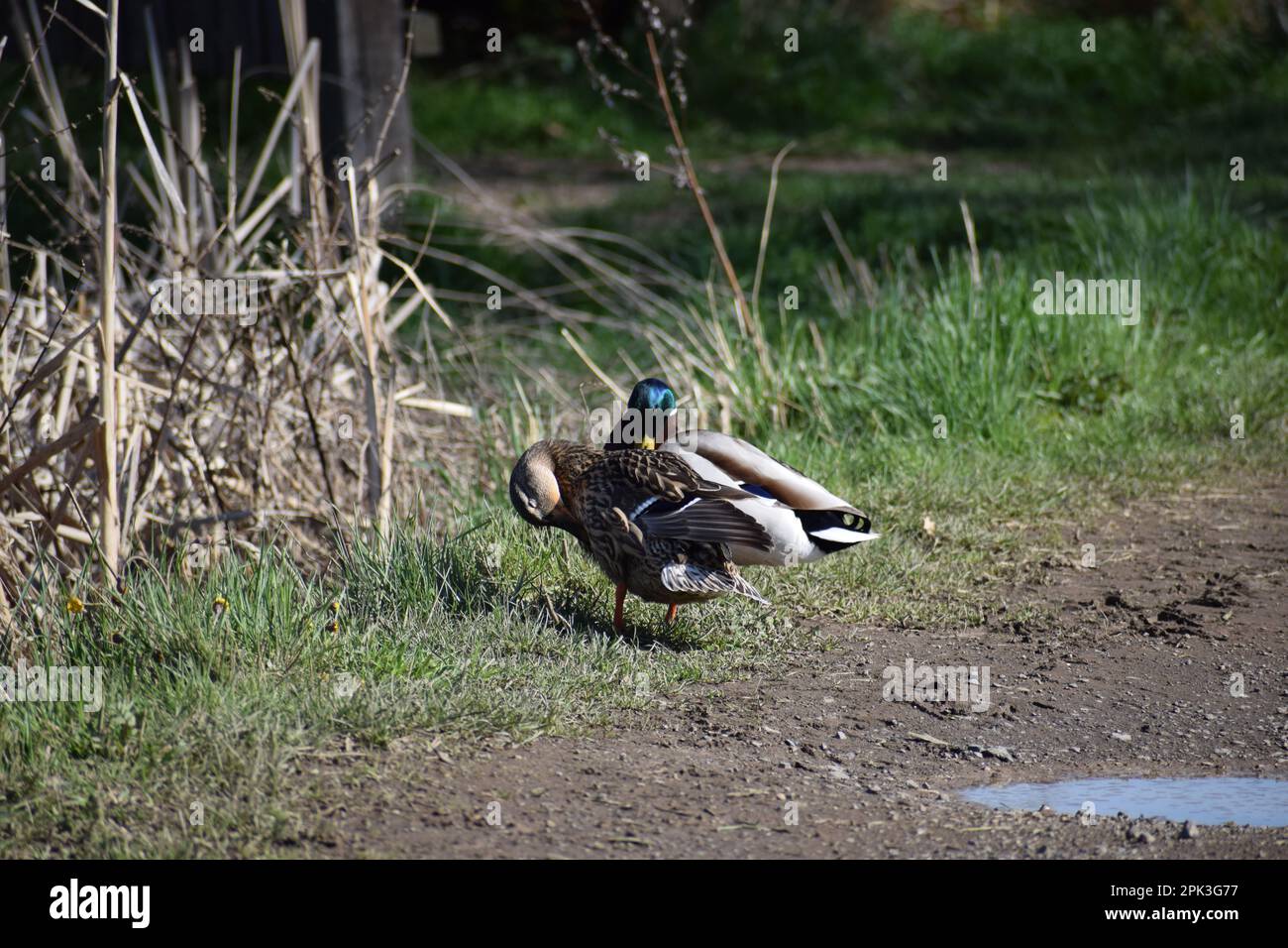 Enten sind unterwegs Stockfoto