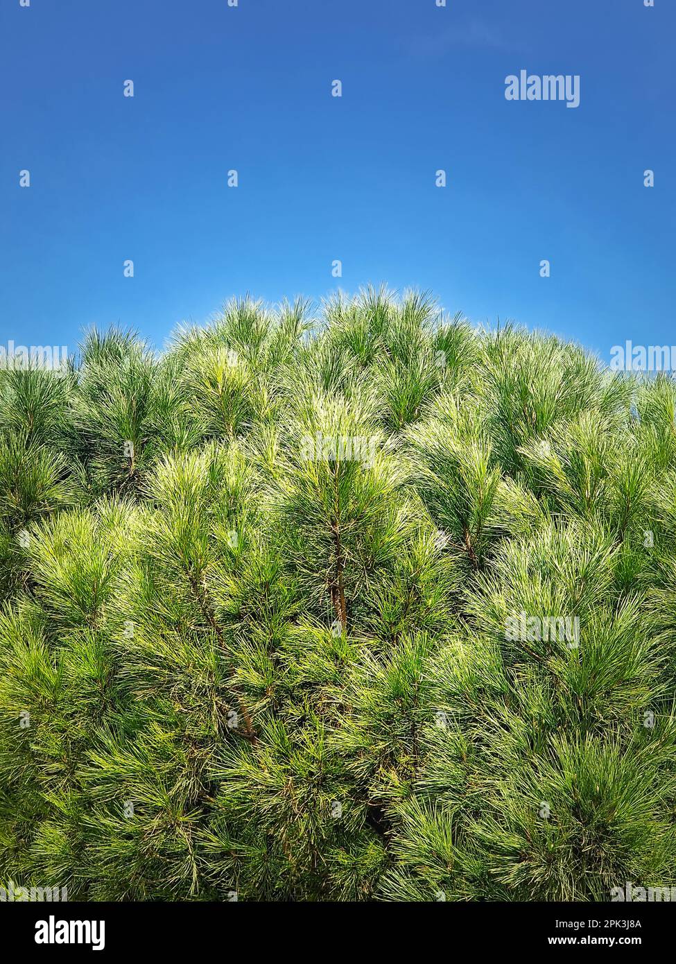 Kiefernäste mit immergrünen Nadeln über blauem Himmelshintergrund Stockfoto