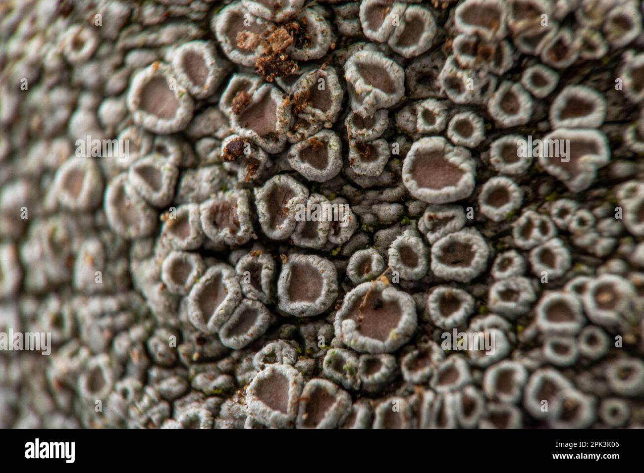 Graue Flechten auf einem Baum Stockfoto