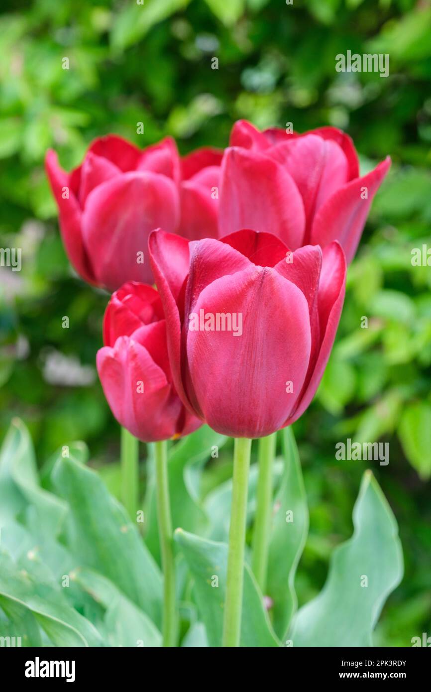 Tulipa, Tulpe Grand Cru Vacqueyras, dunkelrosa/rote Blumen Stockfoto