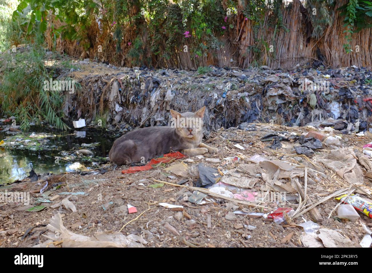 Verseuchter Fluss in Agypten Stockfoto