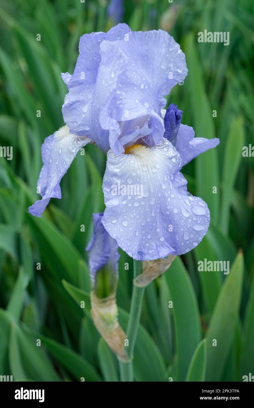 Iris "Jane Phillips" . Hohe, bärtige Iris mit hellblauen Duftblumen Stockfoto