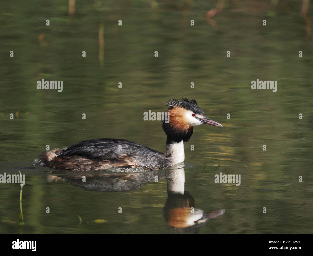 Auf einem lokalen Reservoir gab es mindestens 8 Paar große Kammmuscheln, was zu vielen Darstellungen und Interaktionen führte. Stockfoto