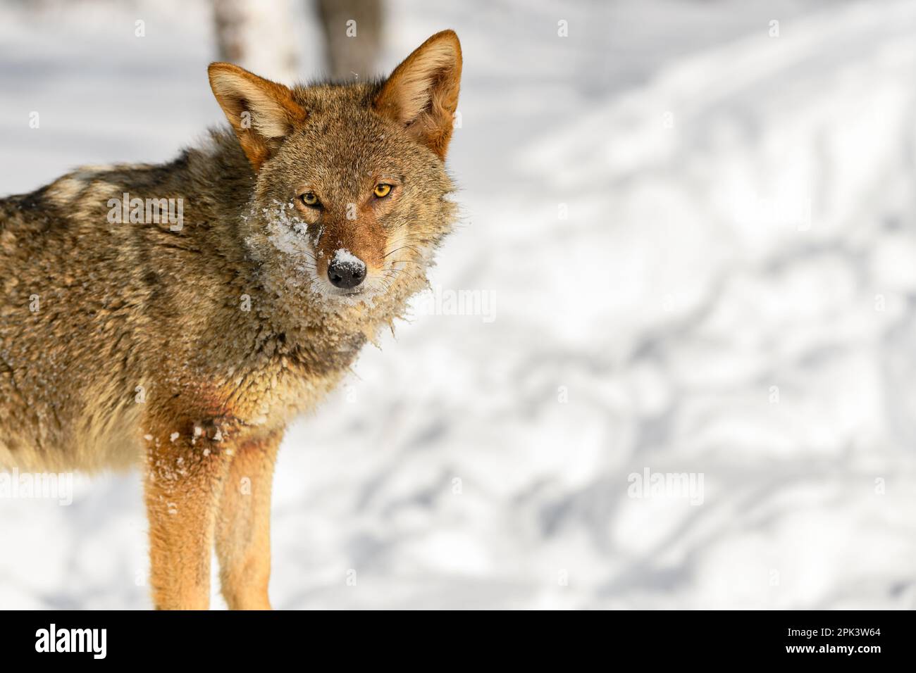 Coyote (Canis latrans) schaut auf Head Cocked Copy Space Right Winter – ein gefangenes Tier Stockfoto