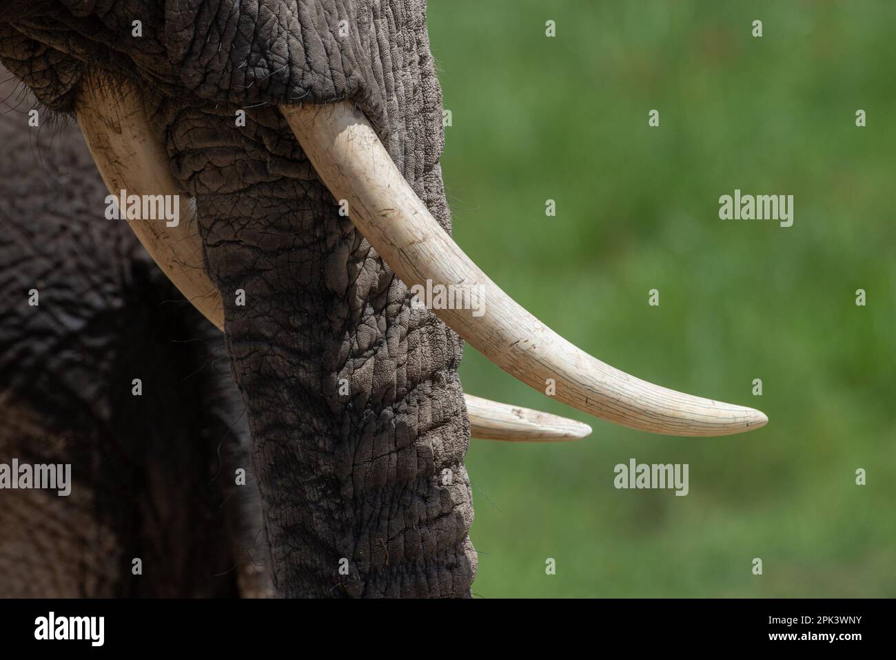 Afrikanische Elefanten in Kenia Stockfoto