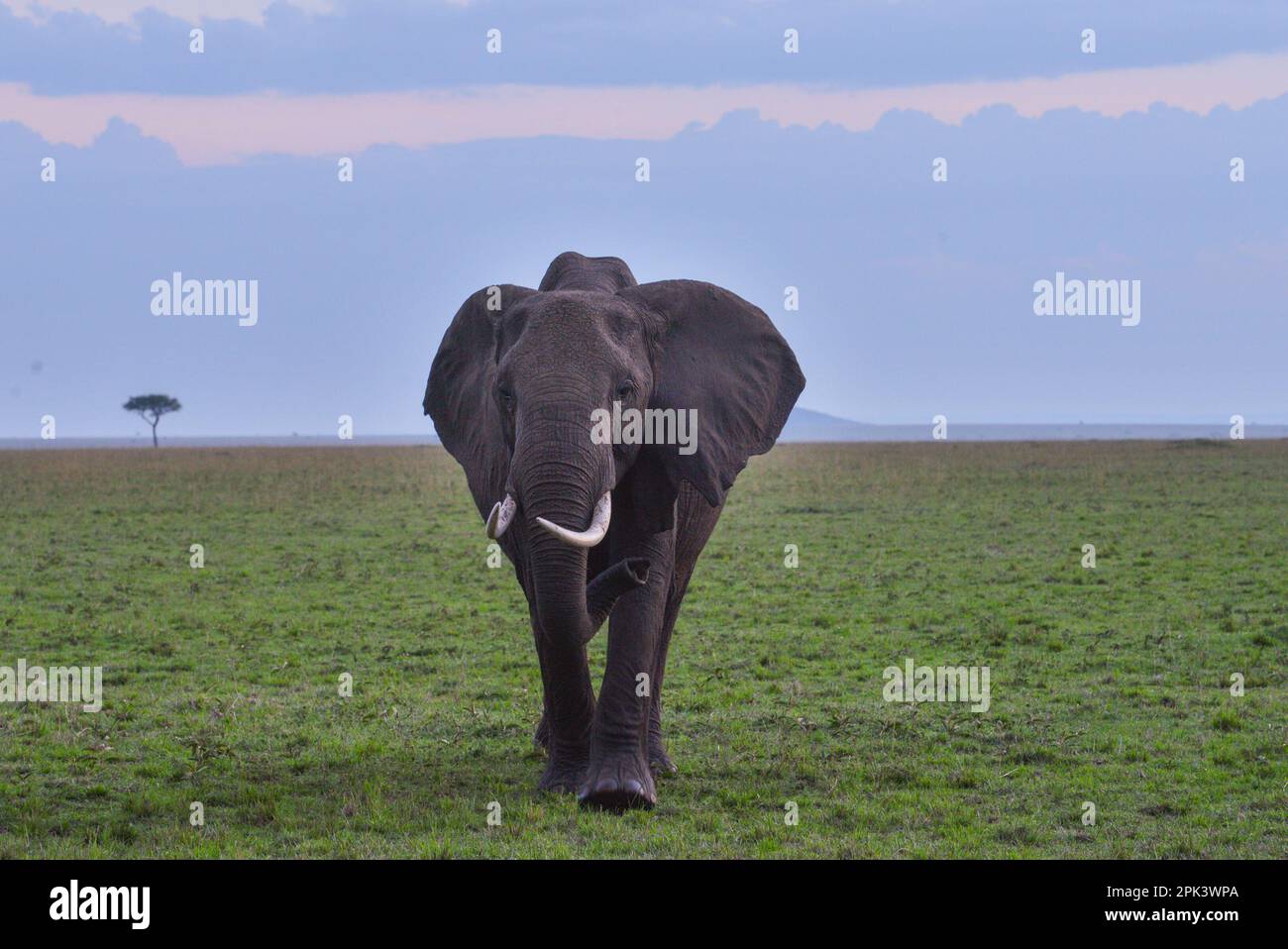 Afrikanischer Elefant Masaai Mara Kenia Stockfoto