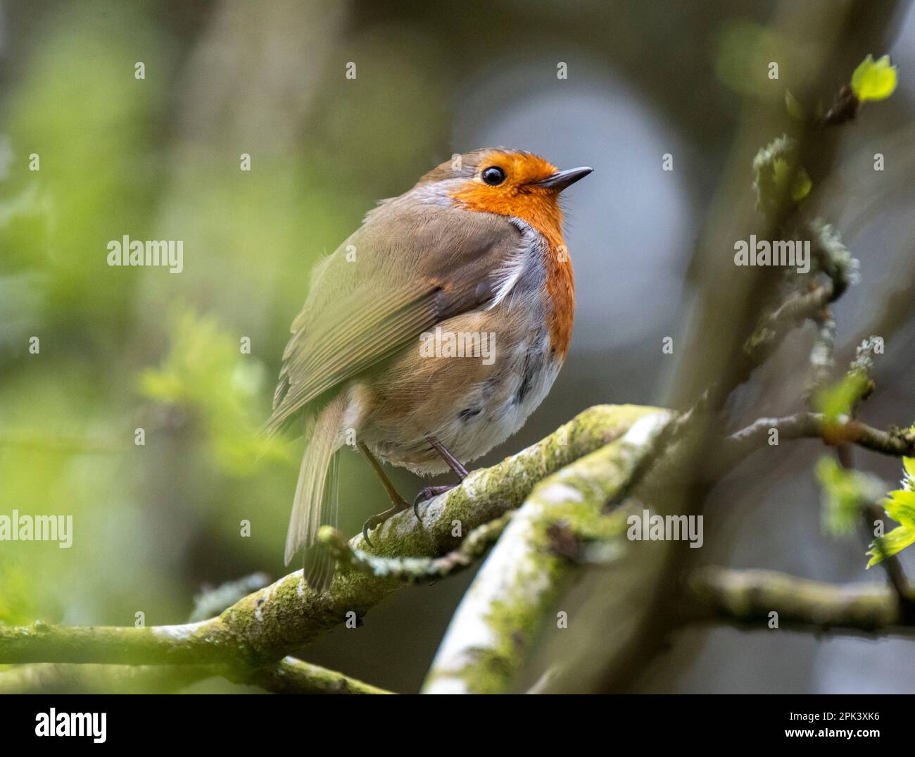 Robin thronte auf einem Zweig mit Essen im Schnabel, Almondell Country Park, West Lothian, Schottland. Stockfoto