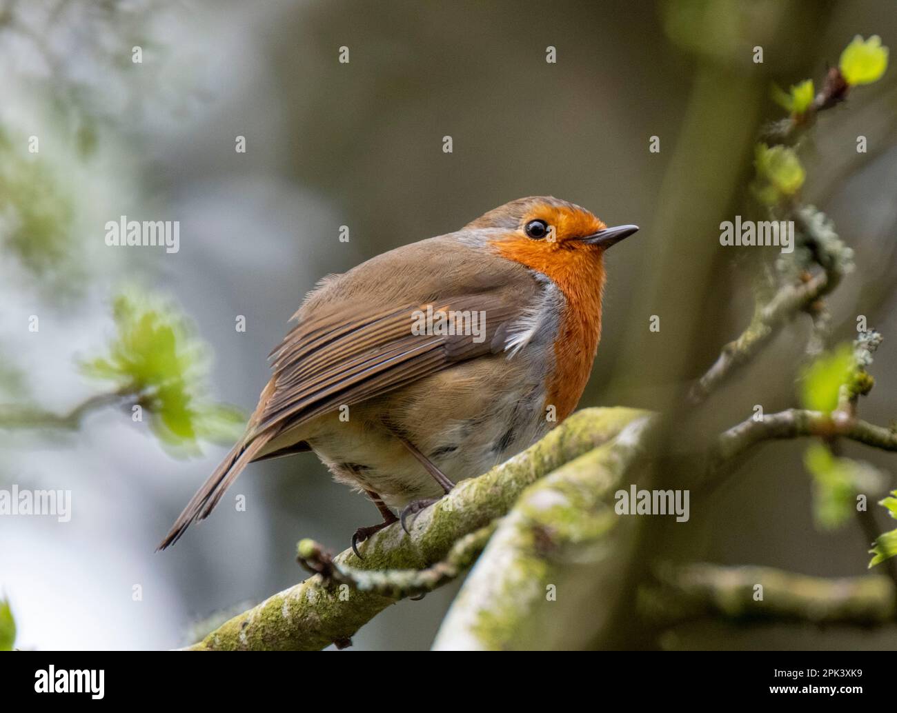 Robin thronte auf einem Zweig mit Essen im Schnabel, Almondell Country Park, West Lothian, Schottland. Stockfoto
