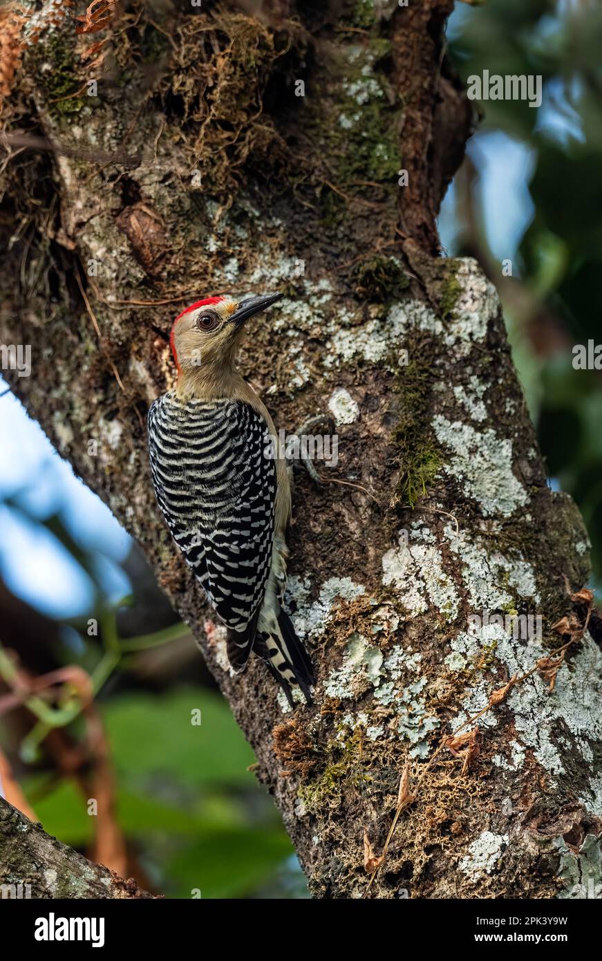 Roter Specht - Melanerpes rubricapillus, schöner kleiner Specht aus den Wäldern und Wäldern Lateinamerikas, Cambutal, Panama. Stockfoto