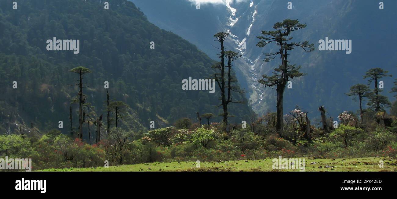 Panorama des Yumthang Valley oder Sikkim Valley of Flowers Sanctuary, Himalaya Berge, North Sikkim, Indien. Shingba Rhododendron Sanctuary. Stockfoto