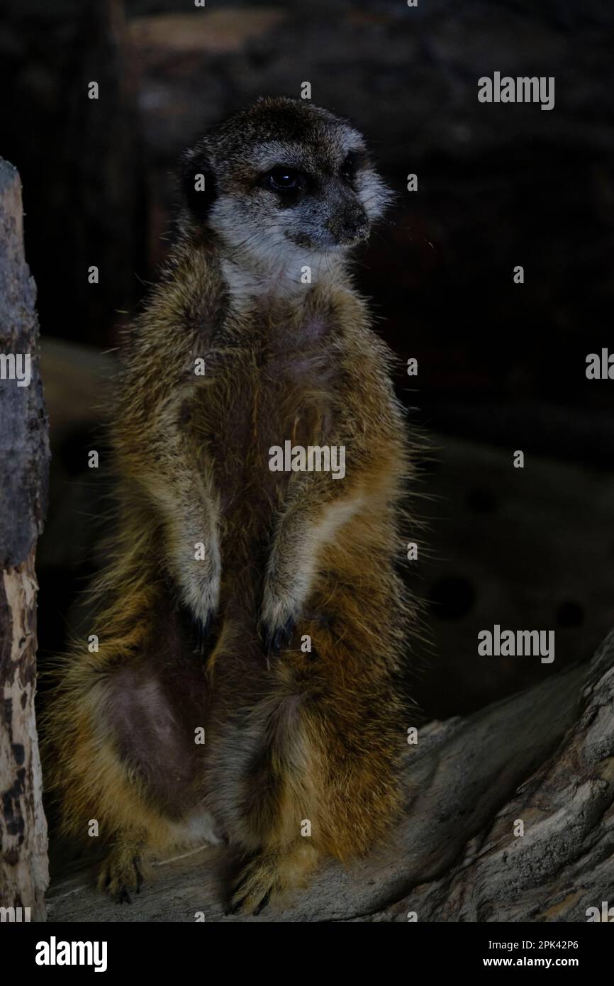 Erdmännchen sitzt auf den Hinterbeinen und schleicht in die Ferne Stockfoto