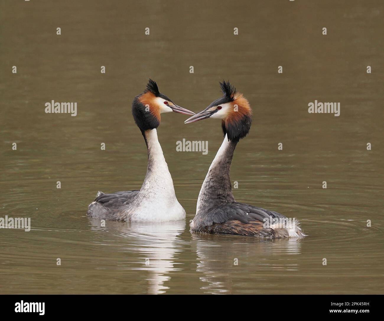 Auf einem lokalen Reservoir gab es mindestens 8 Paar große Kammmuscheln, was zu vielen Darstellungen und Interaktionen führte. Stockfoto