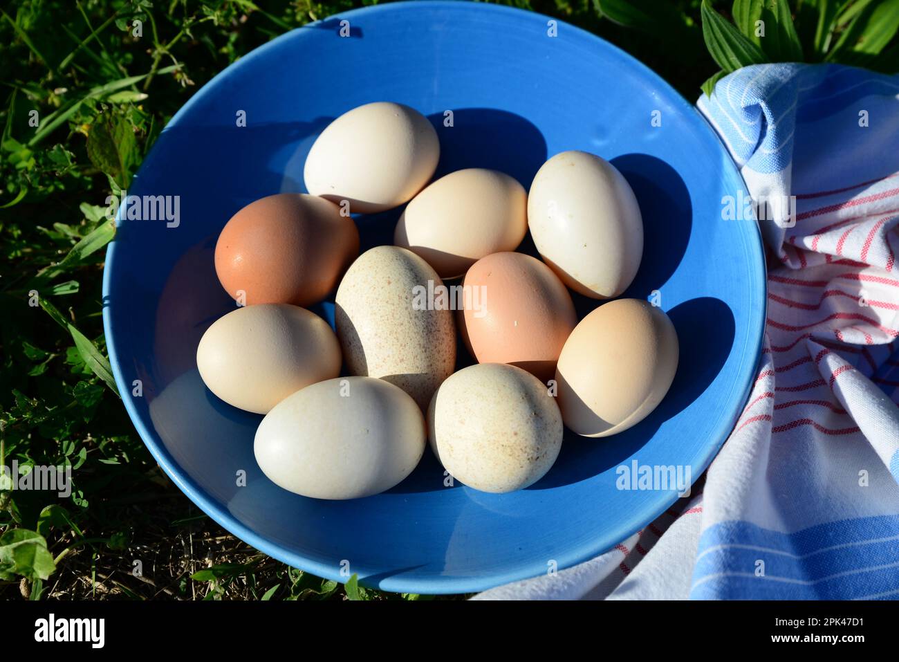 Teller mit verschiedenen Eiern und Servietten auf grünem Gras im Freien, Blick über die Straße Stockfoto