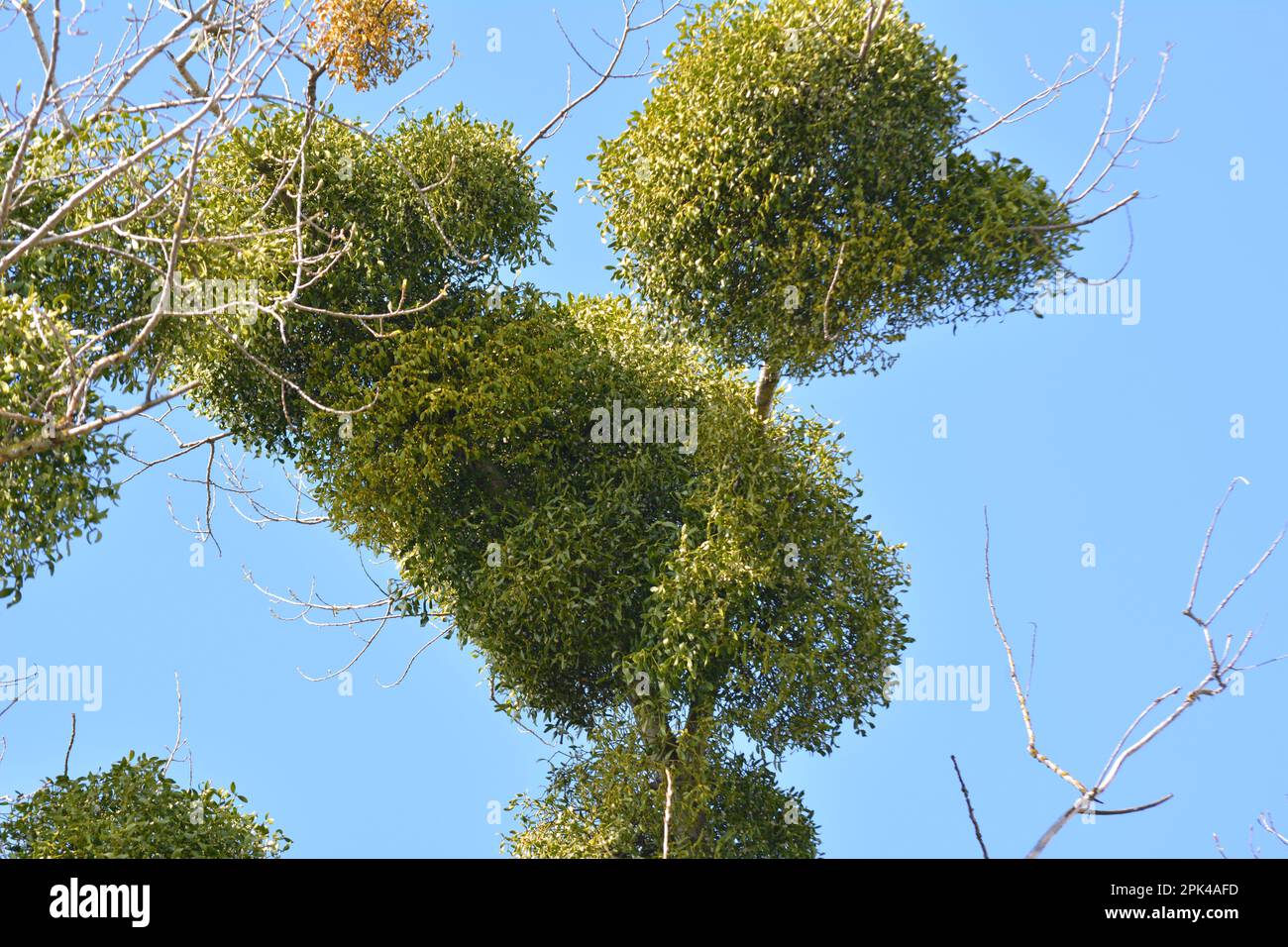 In der Natur parasitieren Mistelzweige (Viscum Album) auf dem Baum Stockfoto