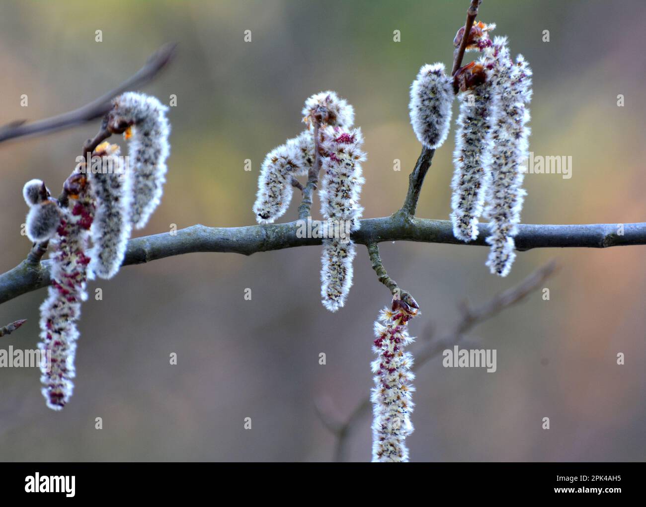 Aspen-Ohrringe (Populus tremula, Populus pseudotremula) blühen im Frühling in der Natur Stockfoto