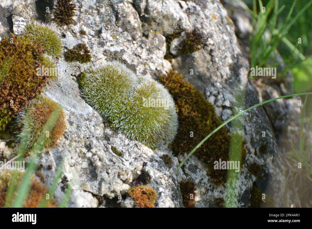 Moos der Familie Grimmiaceae, die in freier Wildbahn auf einem Kalksteinfelsen wächst Stockfoto