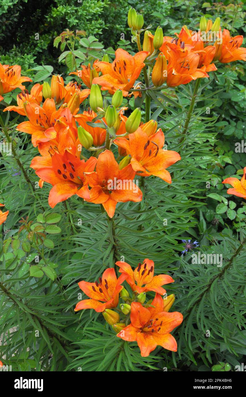 Lilien blühen in einem Blumenbeet im Garten Stockfoto