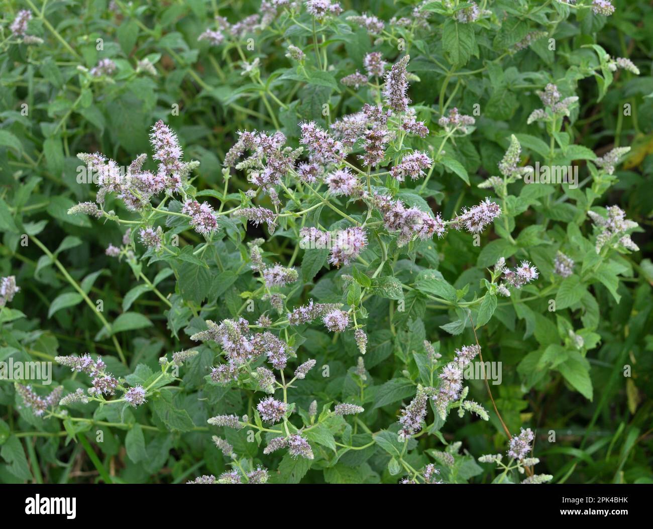 In der Wildnis wächst Minze mit langem Laub (Mentha longifolia) Stockfoto