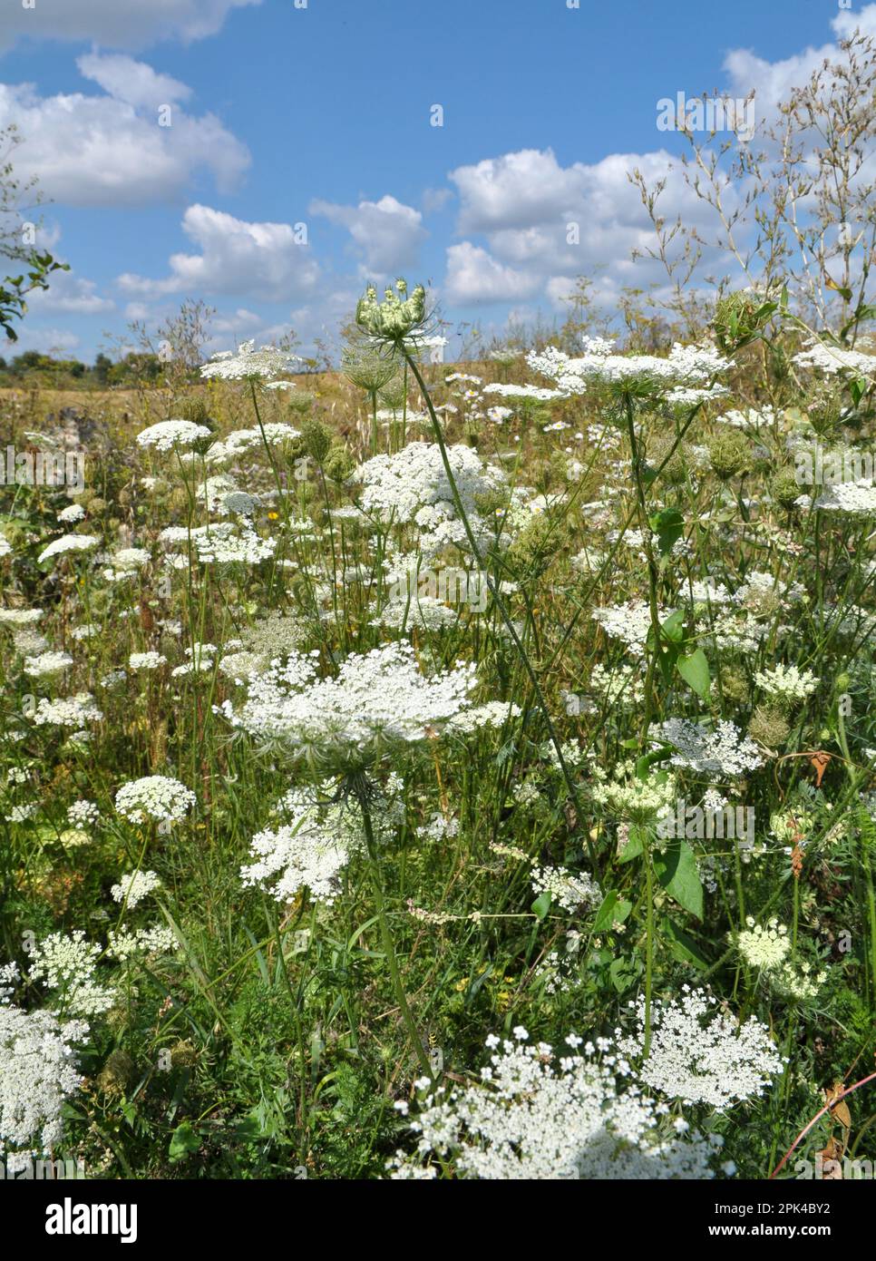 Im Sommer wachsen wilde Karotten (Daucus carota) in der Natur Stockfoto