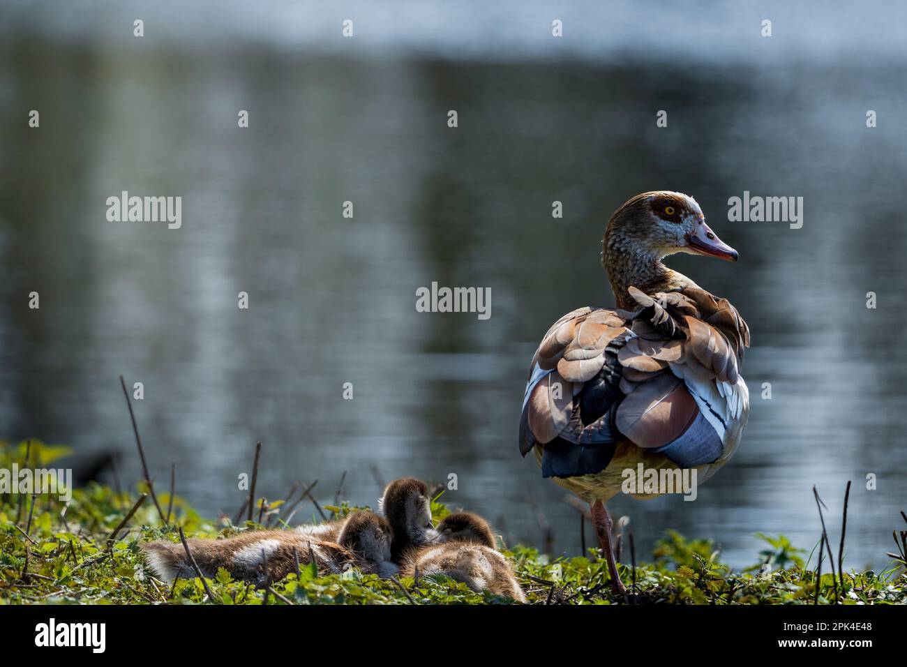 Eine ägyptische Gans mit Küken am Flussufer. Stockfoto