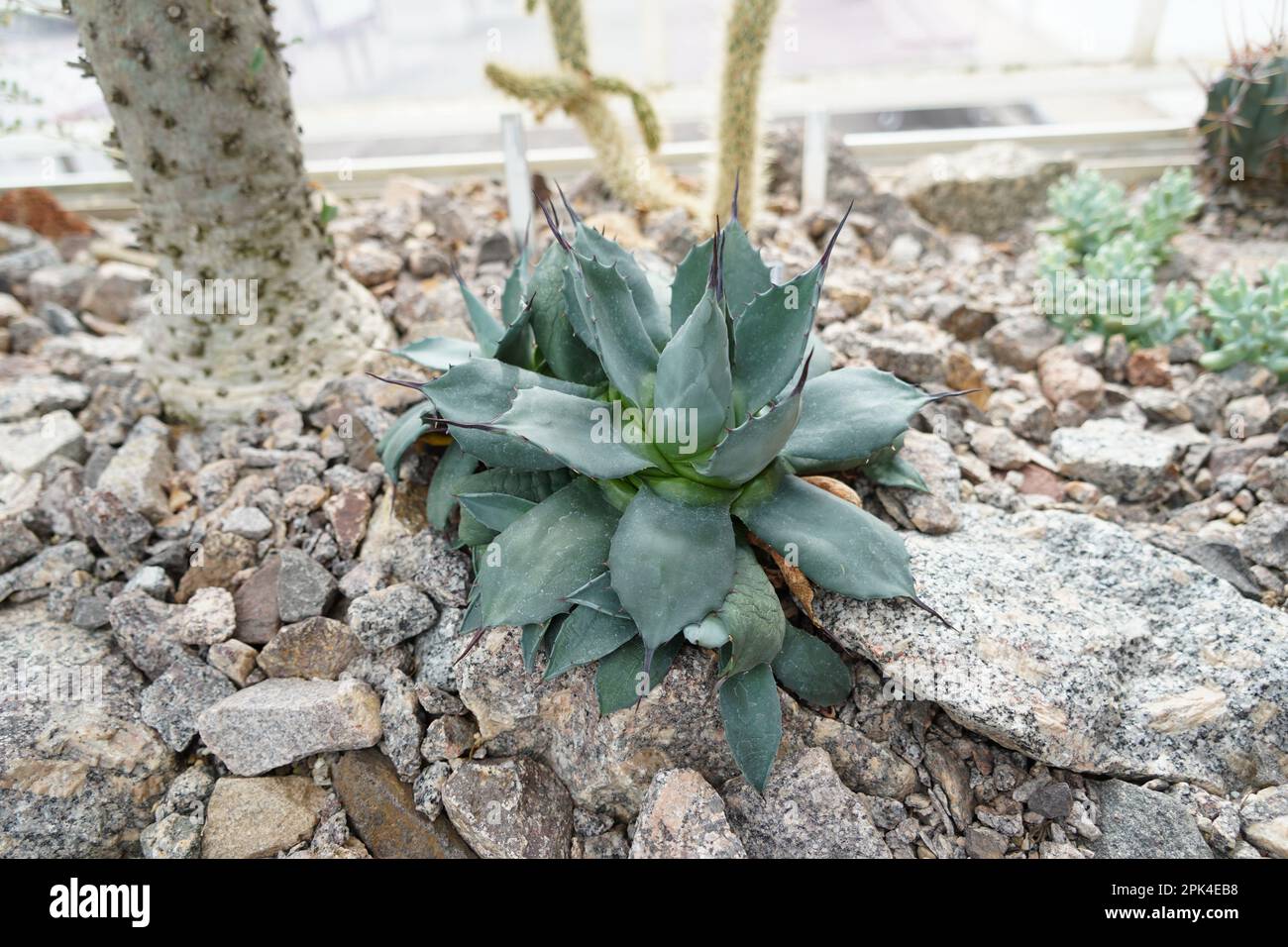 Junge Agarpflanze, auf lateinisch heißt sie Agave isthemensis. Die Ansicht mit hohem Winkel zeigt die Rosette- oder rosenartige Disposition der gezackten Blätter. Stockfoto