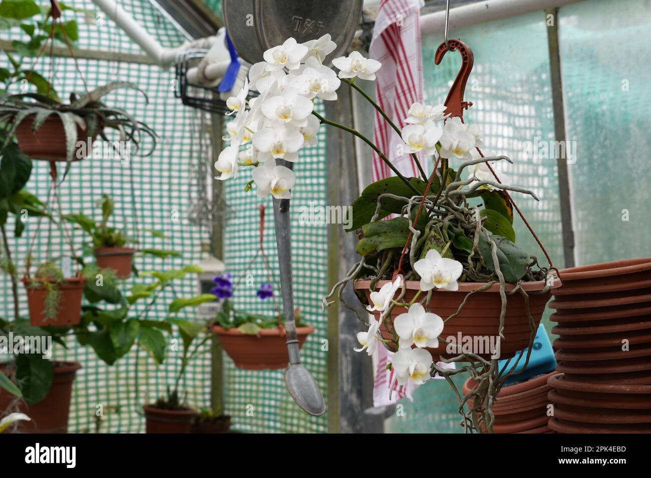 Orchideenpflanze mit weißen Blumen in einem Plastiktopf, der in einem Gewächshaus hängt. Auf dem unscharfen Hintergrund werden exotische Pflanzen angebaut. Stockfoto