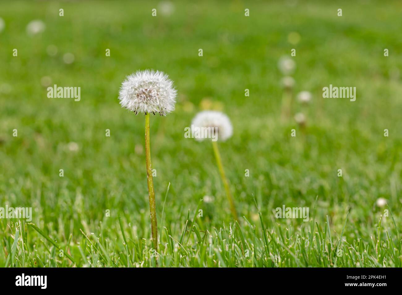 Löwenzahn-Unkraut, das im Rasen aussaat. Konzept für häusliche Rasenpflege, Gartenpflege und Unkrautbekämpfung. Stockfoto