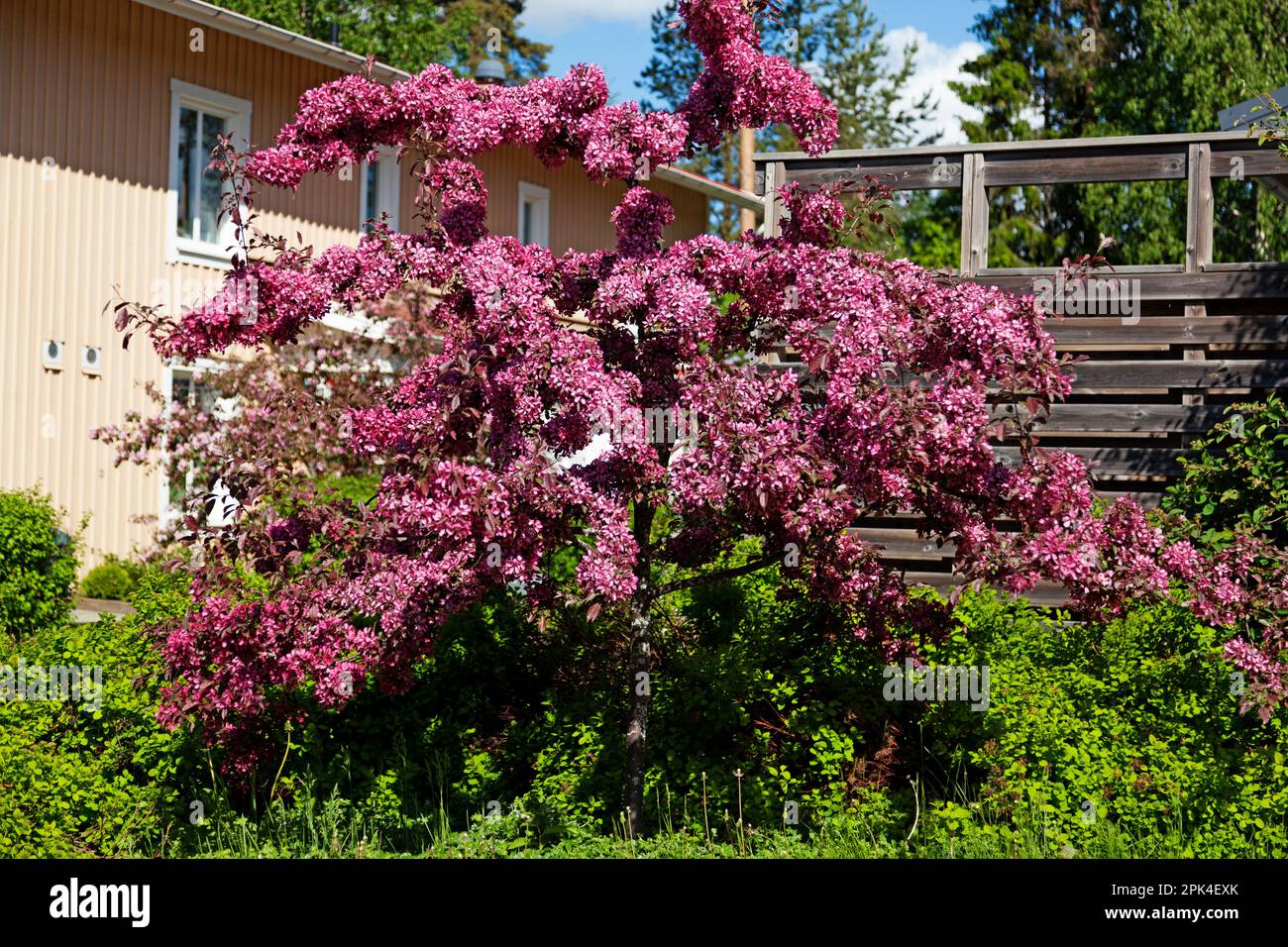 Ein rosa, schöner Baum im Sommer Stockfoto