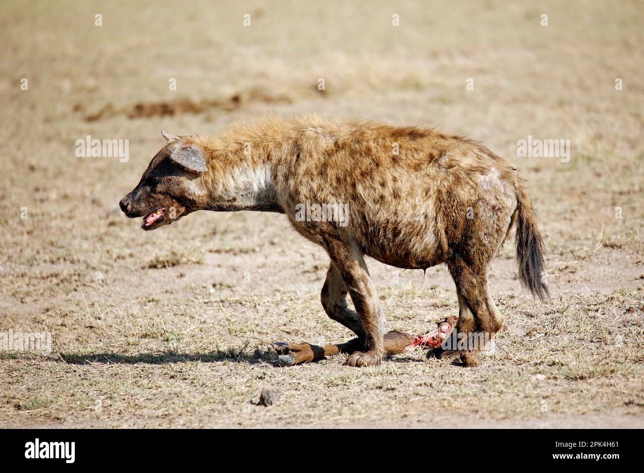 Gefleckte Hyena (Crocuta crocuta) mit Wildebeest Leg. Amboseli, Kenia Stockfoto