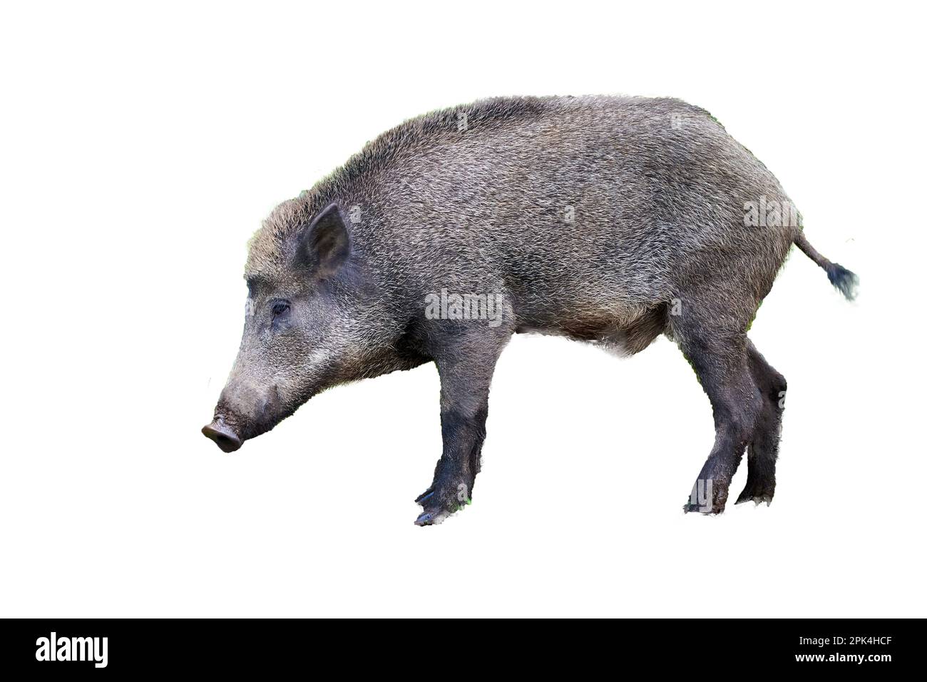Wildschweine, isoliert auf weißem Hintergrund ( Sus Scrofa ) Stockfoto